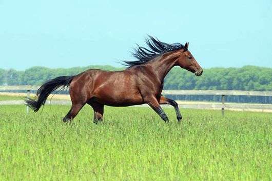 الحصان الأوكراني تولد من الخيول