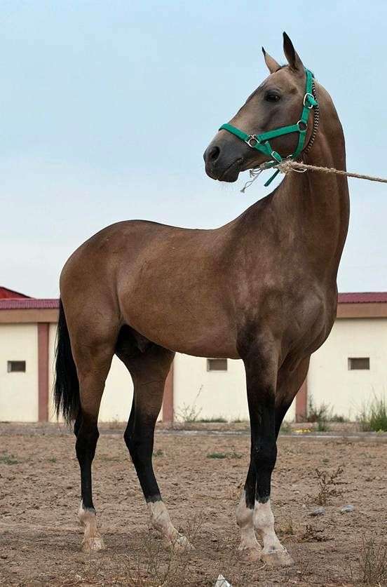 الخيول Akhal Teke تولد