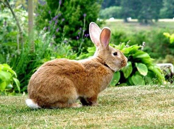 الأرانب من سلالة البلجيكي فلاندر