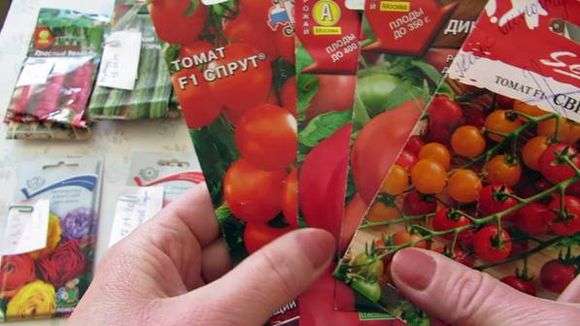 زراعة ورعاية الطماطم