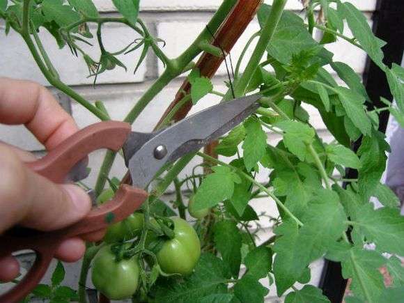 كيفية تقليم الطماطم في دفيئة