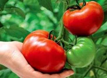 زراعة الطماطم في الأرض المفتوحة