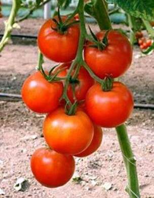 زراعة الطماطم في الأرض المفتوحة