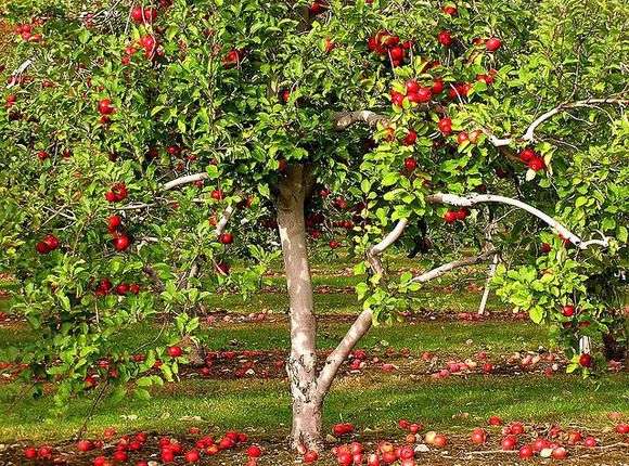 زراعة أشجار التفاح في الربيع