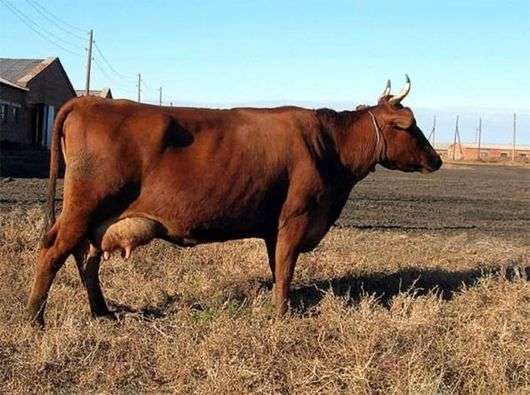 الأحمر Gorbatov سلالة من الأبقار