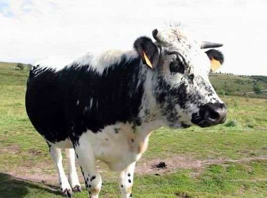 Istobene تولد من الأبقار