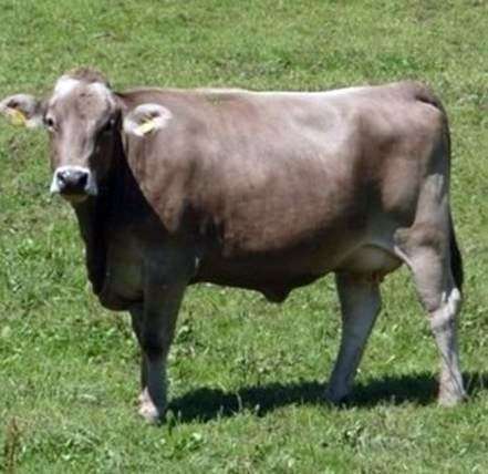 سلالة براون من الأبقار