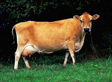 جيرسي تولد من الأبقار