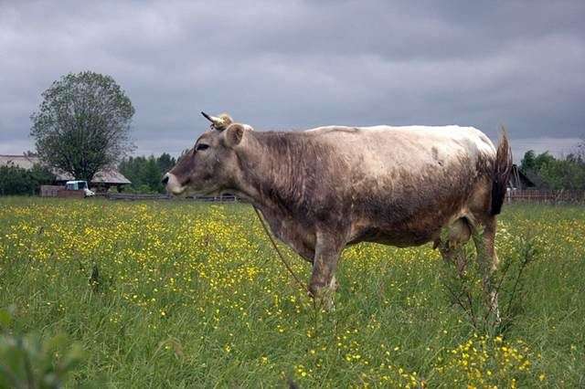 كوستروما تولد من الأبقار