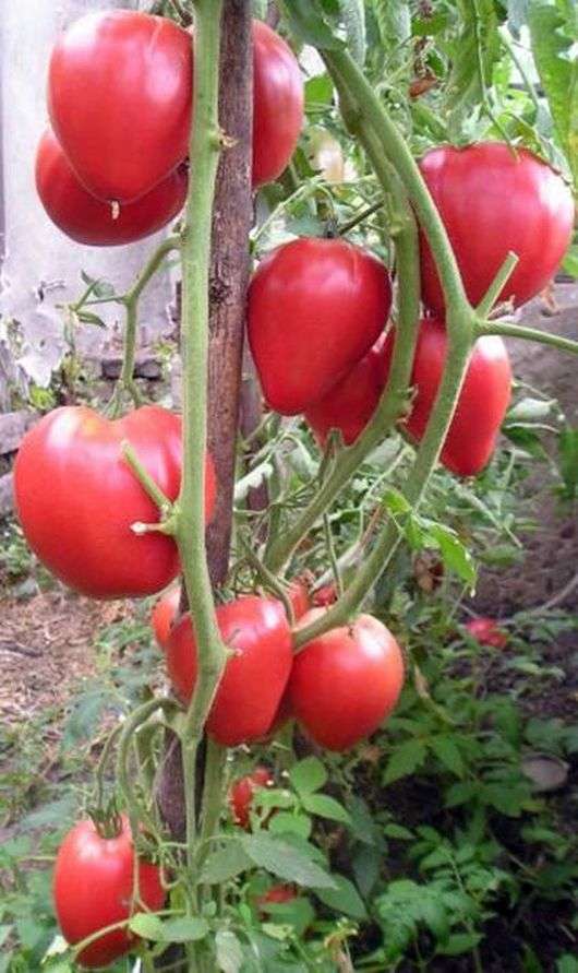 تنوع الطماطم معجزة الأرض