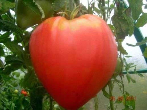 تنوع الطماطم قلب النسر