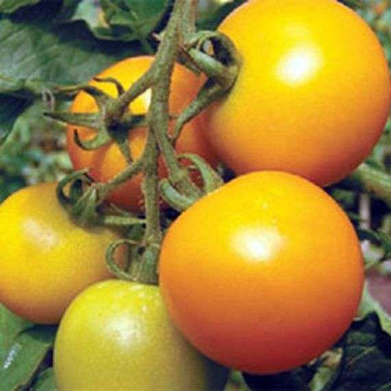 مجموعة متنوعة من الطماطم الزرافة