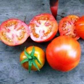 تنوع الطماطم سانكا