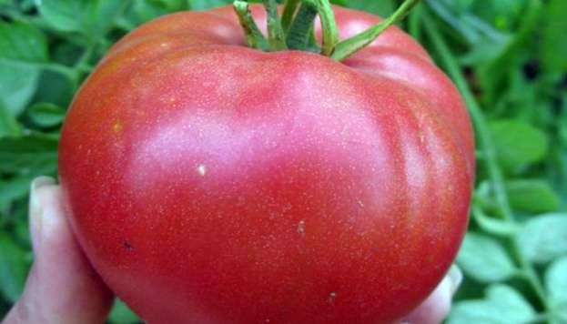 تنوع الطماطم سكر البيسون