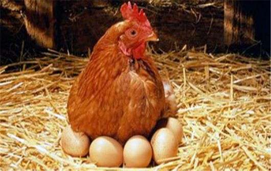 لماذا الدجاج تنقر البيض